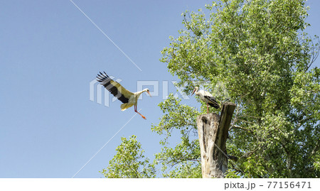 Beginning of life for two white stork on their nest. Two storks going to make nest on the top of tree 77156471