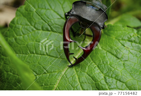 The deer beetle is on the tree. Male stag beetle Lucanus cervus on the green hosta leaf. Close-up. 77156482