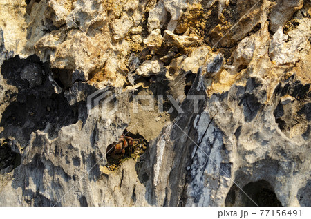 Old rotten wood texture background. Old damaged background texture with dirt and scratches. Old wooden texture close up. Abstract natural texture, close up of a rotten tree trunk Old rotten wood texture background. Old damaged background texture with dirt and scratches. Old wooden texture close up. Abstract natural texture, close up of a rotten tree trunk 77156491