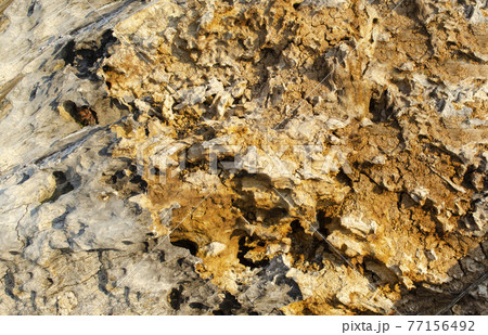 Old rotten wood texture background. Old damaged background texture with dirt and scratches. Old wooden texture close up. Abstract natural texture, close up of a rotten tree trunk Old rotten wood texture background. Old damaged background texture with dirt and scratches. Old wooden texture close up. Abstract natural texture, close up of a rotten tree trunk 77156492