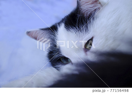 Mongrel cat look sneaky sly. Curious scheming cat have crafty plan. Black white color cat makes suspicious pensive face. Selective focus Mongrel cat look sneaky sly. Curious scheming cat have crafty plan. Black white color cat makes suspicious pensive face. Selective focus 77156498
