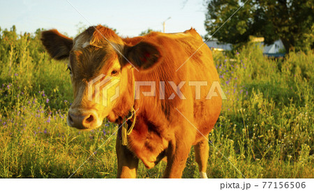 Cow face grazing in a field at sunset. Village farm concept 77156506