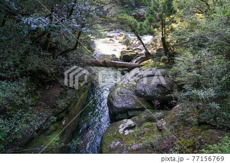 ヤクスギランド 苔の橋 ヤクスギランド 苔の橋 77156769