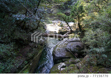 ヤクスギランド 苔の橋 ヤクスギランド 苔の橋 77156770