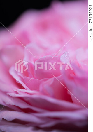 ピエールドロンサールという薔薇のアップ 77156923