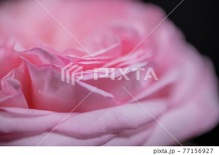ピエールドロンサールという薔薇のアップ 77156927