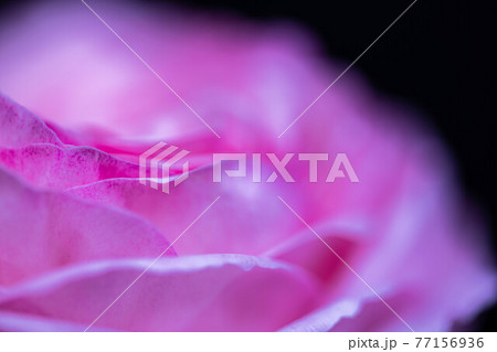 ピエールドロンサールという薔薇のアップ ピエールドロンサールという薔薇のアップ 77156936