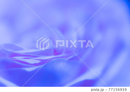 ピエールドロンサールという薔薇のアップ 77156939