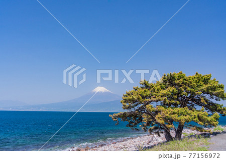 （静岡県）大瀬崎（おせざき）の松　海越しの富士山 77156972