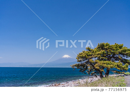 (静岡県)大瀬崎(おせざき)の松 海越しの富士山 (静岡県)大瀬崎(おせざき)の松 海越しの富士山 77156975