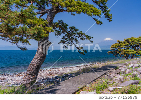 静岡県）大瀬崎（おせざき）の松 海越しの富士山の写真素材 [77156979] - PIXTA