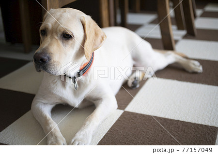 ラブラドールレトリバー 関連生写真 ラブラドールレトリバーの赤ちゃんのオーナー様を募集しています