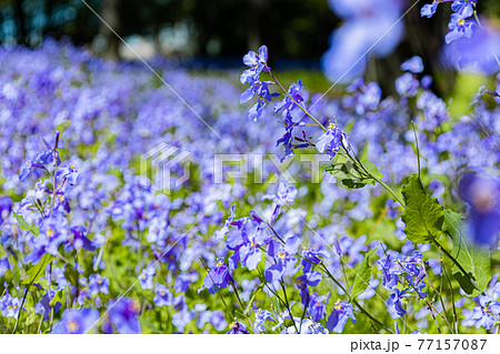 すみれの花咲く頃 77157087