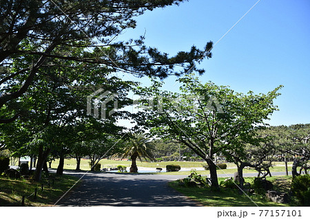 春の辻堂海浜公園 新緑と広場 春の辻堂海浜公園 新緑と広場 77157101