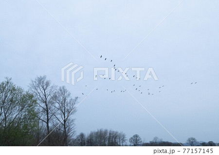 ねぐら入りするマガンの群れ 77157145