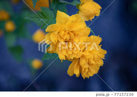 山吹の花 山吹の花 77157230