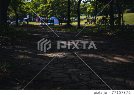 遊歩道に落ちる木漏れ日　―　カラー 77157376