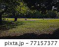 春の日差しの公園　―　カラー 77157377