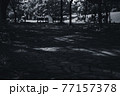 遊歩道に落ちる木漏れ日　―　モノクロ 77157378