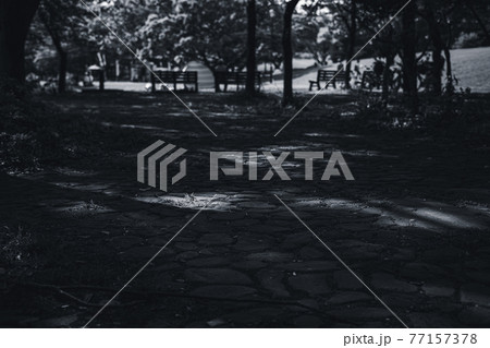 遊歩道に落ちる木漏れ日　―　モノクロ 77157378