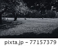 春の日差しの公園　―　モノクロ 77157379