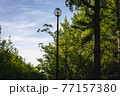 青空と新緑と街灯　―　カラー 77157380