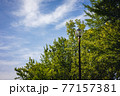 青空と新緑と街灯　―　カラー 77157381