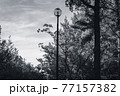 青空と新緑と街灯　―　モノクローム 77157382