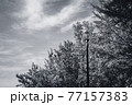 青空と新緑と街灯　―　モノクローム 77157383