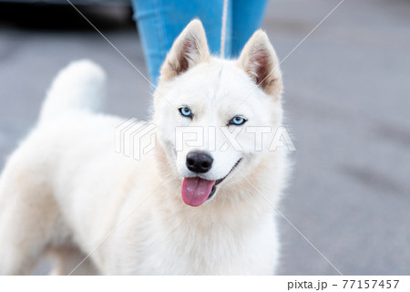 Funny white husky, next to the owner. 77157457