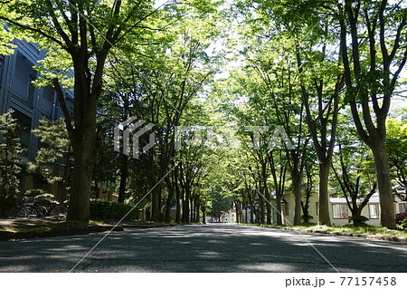 旧米沢高等工業学校本館　山形大学工学部　ケヤキ並木 77157458