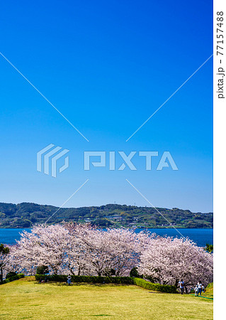 四本堂公園の桜　【長崎県西海市】 77157488