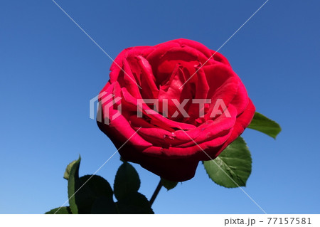 バラ 薔薇 ばら バラ 薔薇 ばら 77157581