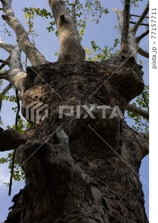 プラタナスを見上げて　―　カラー 77157711