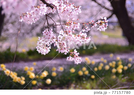 満開のソメイヨシノと黄色い水仙の花 満開のソメイヨシノと黄色い水仙の花 77157780