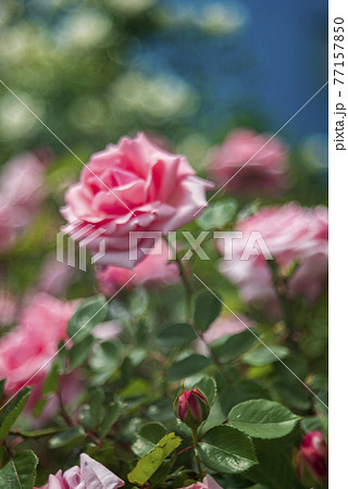 道端に咲いていたピンクの薔薇の花の写真素材