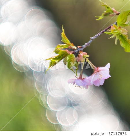キラキラ桜 77157978