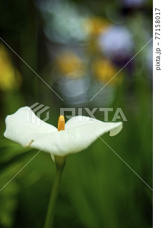 ひっそり咲くカラーの花と背景のシャボン玉ボケ 77158017