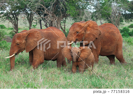 African bush elephants 77158316