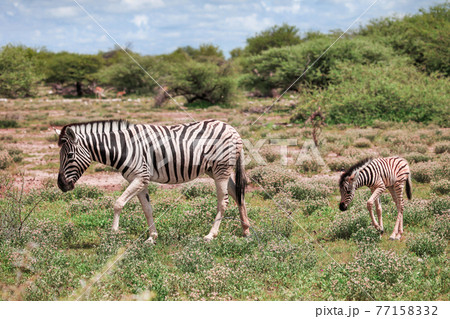 Wild zebra with the cub Wild zebra with the cub 77158332