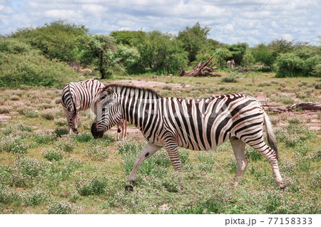 Zebra Zebra 77158333