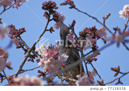 ヒヨドリ 桜の花に囲まれて桜の蜜を吸う ヒヨドリ 桜の花に囲まれて桜の蜜を吸う 77158338