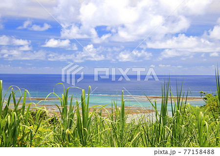 さとうきびと海 77158488