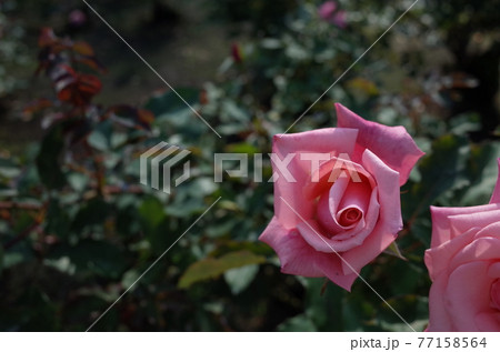 満開の薔薇 アメリカズ ジュニアミス 満開の薔薇 アメリカズ ジュニアミス 77158564