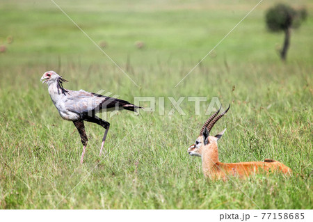 Secretarybird and Thomson's gazelle Secretarybird and Thomson's gazelle 77158685