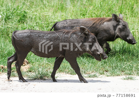 Common warthog 77158691