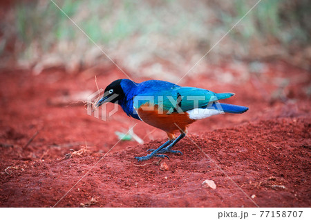 Superb starling Superb starling 77158707