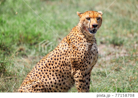 Cheetah Cheetah 77158708