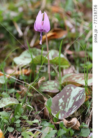 早春に咲く カタクリの花の写真素材