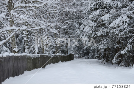 Towards the woods Towards the woods 77158824